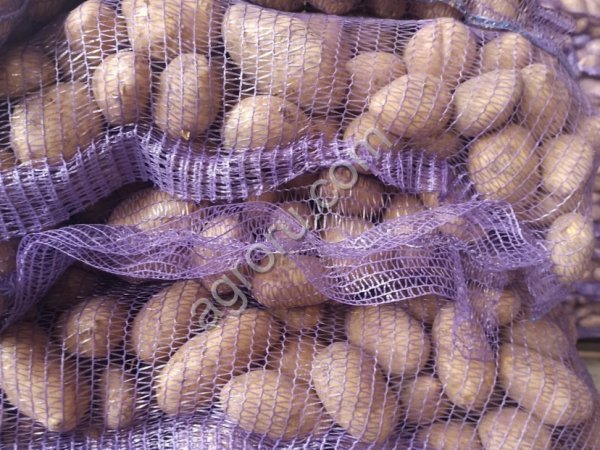 Картофель оптом