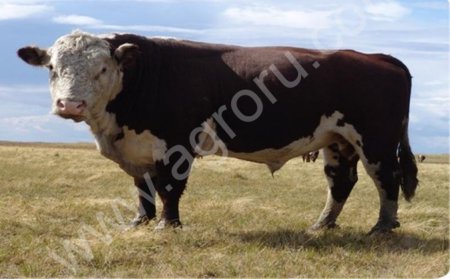 КРС живым весом