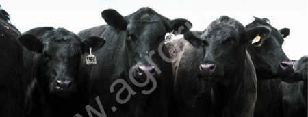 Племенные бычки Абердин-Ангус