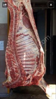 быки зам. 20тонн