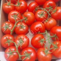 Помидоры (Томаты) Красные, Розовые, Сливка, на Ветке Оптом