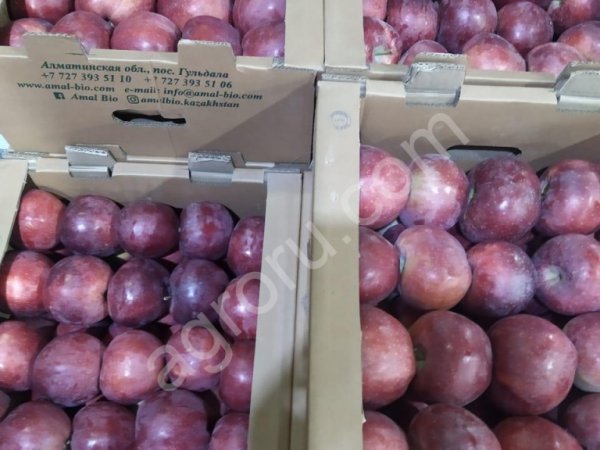 Яблоки РЕД ДЕЛИШЕЗ