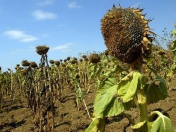 Медведев: ущерб от засухи составил 7 млрд руб