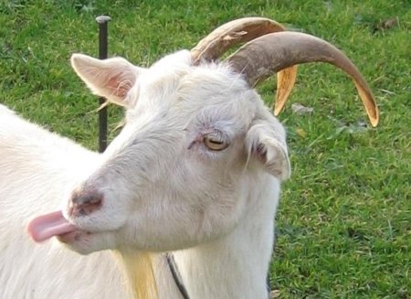 Кризис животноводства: как французская коза стала рентабельной