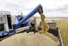 В декабре поставки казахстанского зерна в Россию выросли к ноябрю на 4%