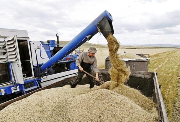 В декабре поставки казахстанского зерна в Россию выросли к ноябрю на 4%