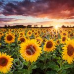 Подсолнечник, качество ГОСТ.