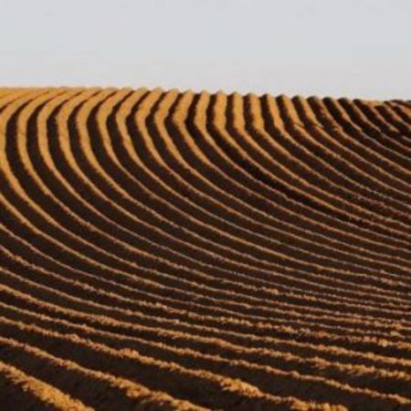 Ирак планирует удвоить производство пшеницы и стать экспортером