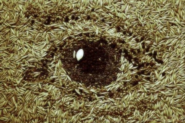 Европейская пшеница: сверхнормативные осадки давят на цены