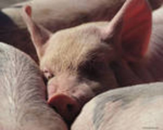 Сокращение свиноводческой индустрии США