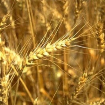 В Сибири продолжают расти цены на зерно