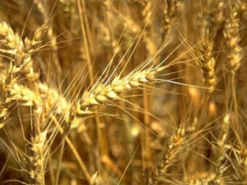 В Сибири продолжают расти цены на зерно