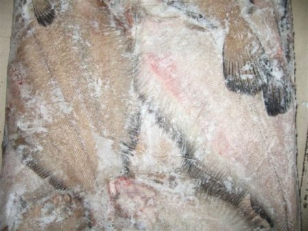 Рыбу не впустили