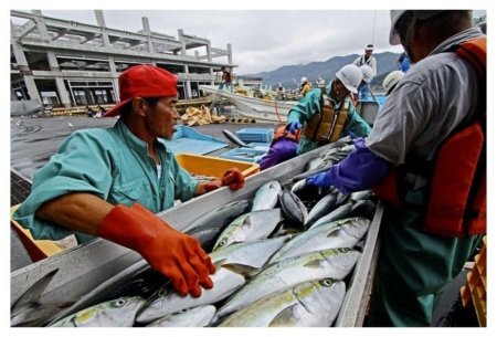 Япония: Рыбный рынок Офунато вновь функционирует
