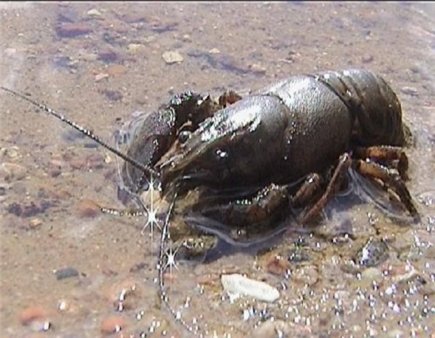 Британские власти призывают рыбаков отлавливать раков