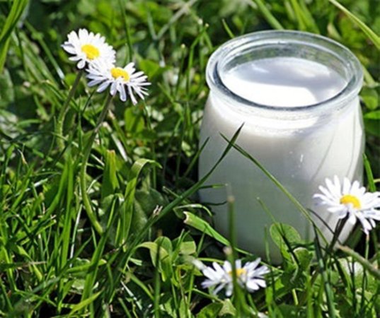 «FrieslandCampina» продвигает молоко коров на травяном откорме