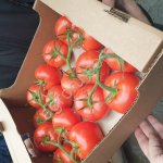 Томаты на ветке