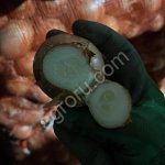 ЛУК НА ПЕРО, НА ЗЕЛЕНЬ