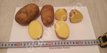 Семенной картофель элита от производителя.