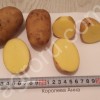 Семенной картофель элита от производителя.