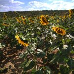 Бригадир скороспелый высокоурожайный, высокомасличный сорт подсолнечника