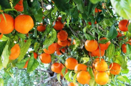 Апельсин высшего сорта