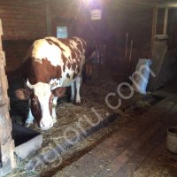 корову на мясо