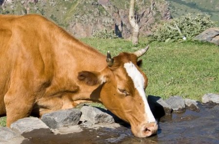 Майские надои молока бьют рекорды