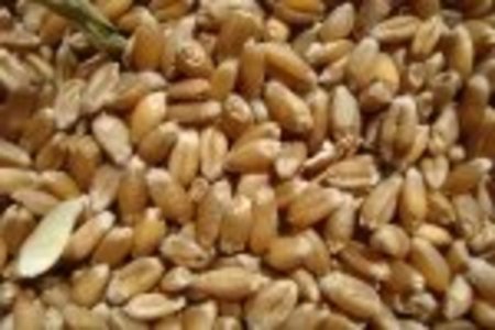 ЕС: объем лицензий на экспорт мягкой пшеницы сократился