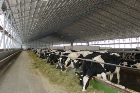 Агрокомбинат Медынь пойдет с молотка