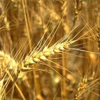 Ставропольский край не продал зерно в ходе государственных интервенций