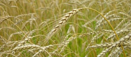 На начало июля в России собрано более 5 млн тонн пшеницы