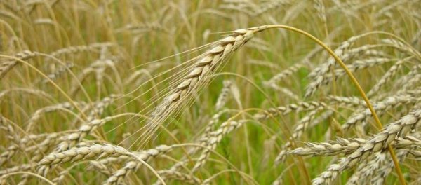 На начало июля в России собрано более 5 млн тонн пшеницы