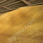 Пшеница Ячмень