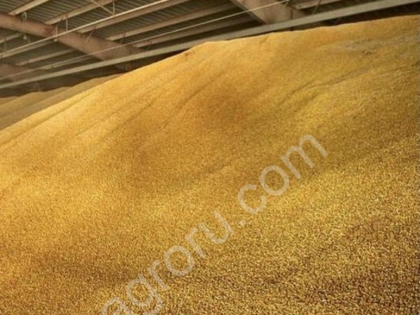 Пшеница Ячмень