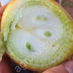 Лук репчатый на перо Каратал