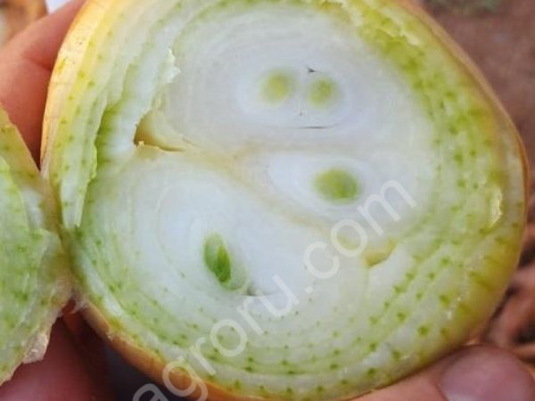 Лук репчатый на перо Каратал