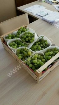 Виноград Виктория