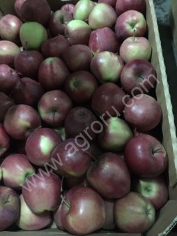 Яблоки глостер