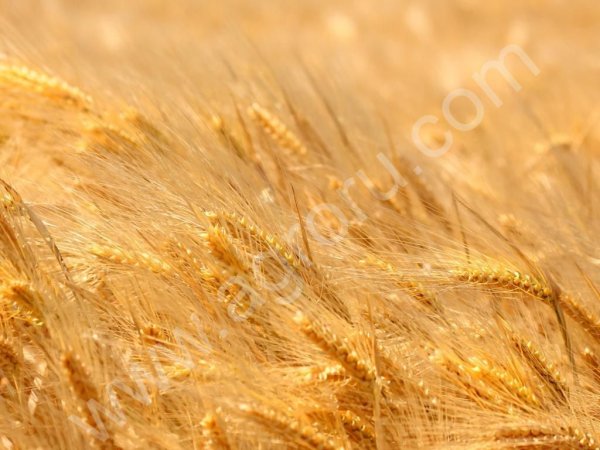 пшеницу с протеином от 15,2%