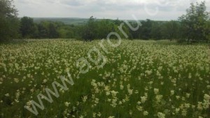 землю сельхозназначения