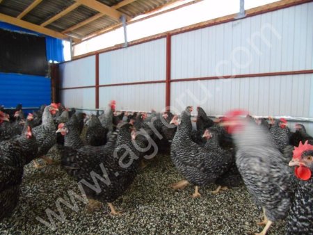 Яйцо инкубационное