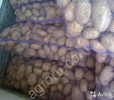 Картофель. Совхоз.