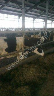 Племенные дойные коровы