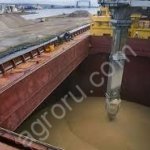 пшеница 4 класс