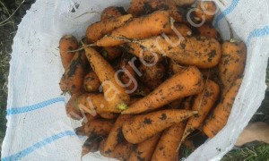 Морковь оптом от производителя