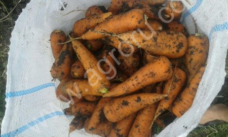 Морковь оптом от производителя