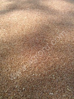 пшеницу 3 класс, клейковина 23, влажность 13.9. Самовывоз. НДС не облагается.