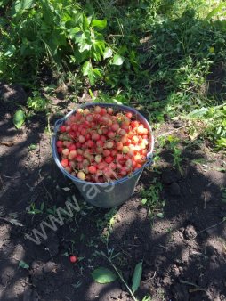 Черешня оптом с сада