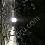 Товарные нетели черно-пестрой голштинизированной породы